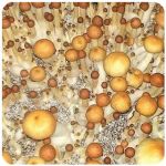 Псилоцибиновые (галлюциногенные) грибы в Лобне Psilocybin "Golden Teacher" Псилоцибиновые (галлюциногенные) грибы в Лобне Psilocybin "Golden Teacher"