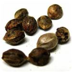 Семена марихуаны АК-47 (Seeds AK-47) в Лобне Семена марихуаны АК-47 (Seeds AK-47) в Лобне